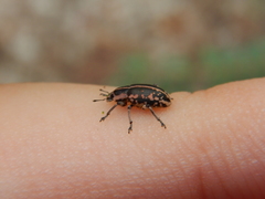 Eudiagogus rosenschoeldi