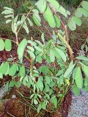 Indigofera astragalina