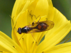 Sphegina