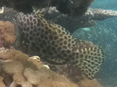 Epinephelus quoyanus