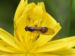 Sphegina