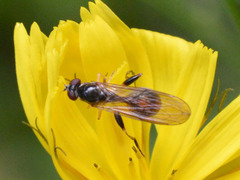 Sphegina