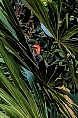 Melanerpes pygmaeus