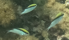 Chromis nitida