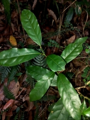 Cryptocarya macdonaldii