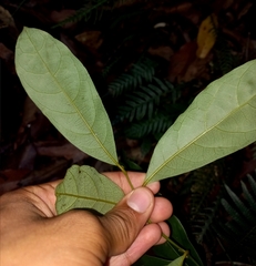 Cryptocarya macdonaldii
