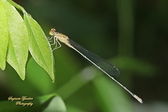Pseudagrion