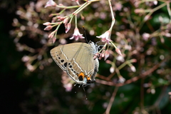 Satyrium formosanum