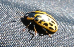 Chrysomela vigintipunctata