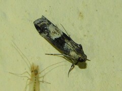 Phycitinae