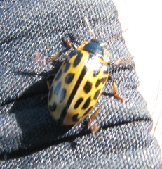 Chrysomela vigintipunctata