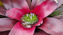Neoregelia