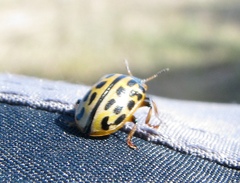 Chrysomela vigintipunctata