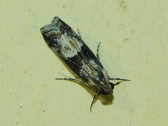 Phycitinae