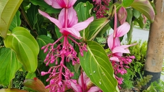 Medinilla