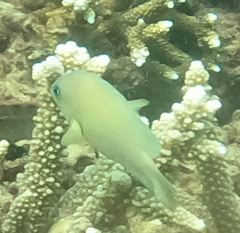 Plectroglyphidodon johnstonianus