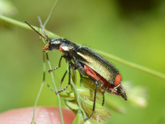 Malachius