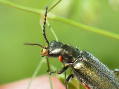Malachius