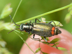 Malachius