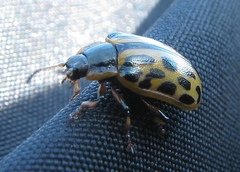 Chrysomela vigintipunctata