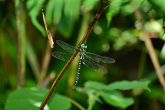 Polycanthagyna erythromelas