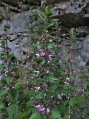 Stachys alpina