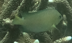 Plectroglyphidodon johnstonianus