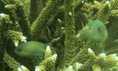 Plectroglyphidodon johnstonianus