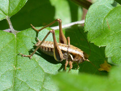 Pholidoptera aptera