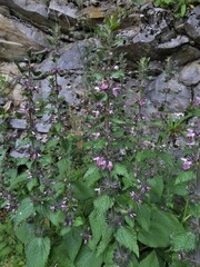 Stachys alpina