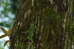 Bulbophyllum setaceum