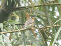 Ficedula mugimaki