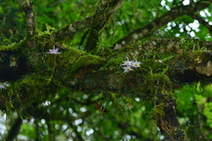 Dendrobium falconeri