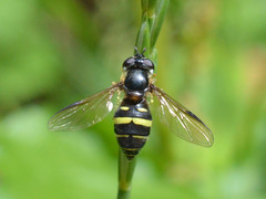 Dasysyrphus tricinctus