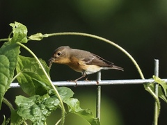 Ficedula mugimaki