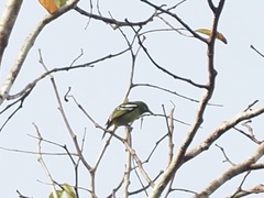 Aegithina viridissima