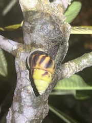 Amphidromus perversus