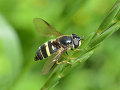 Dasysyrphus tricinctus