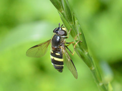 Dasysyrphus tricinctus