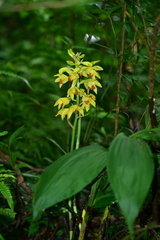 Phaius flavus