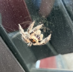 Phidippus regius