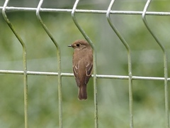 Muscicapa williamsoni