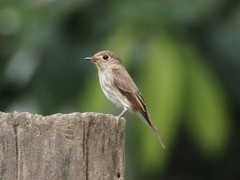 Muscicapa williamsoni