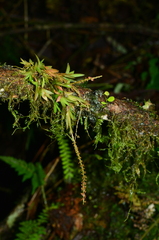 Oberonia arisanensis