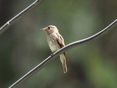Muscicapa williamsoni