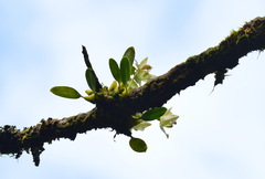 Bulbophyllum pectinatum