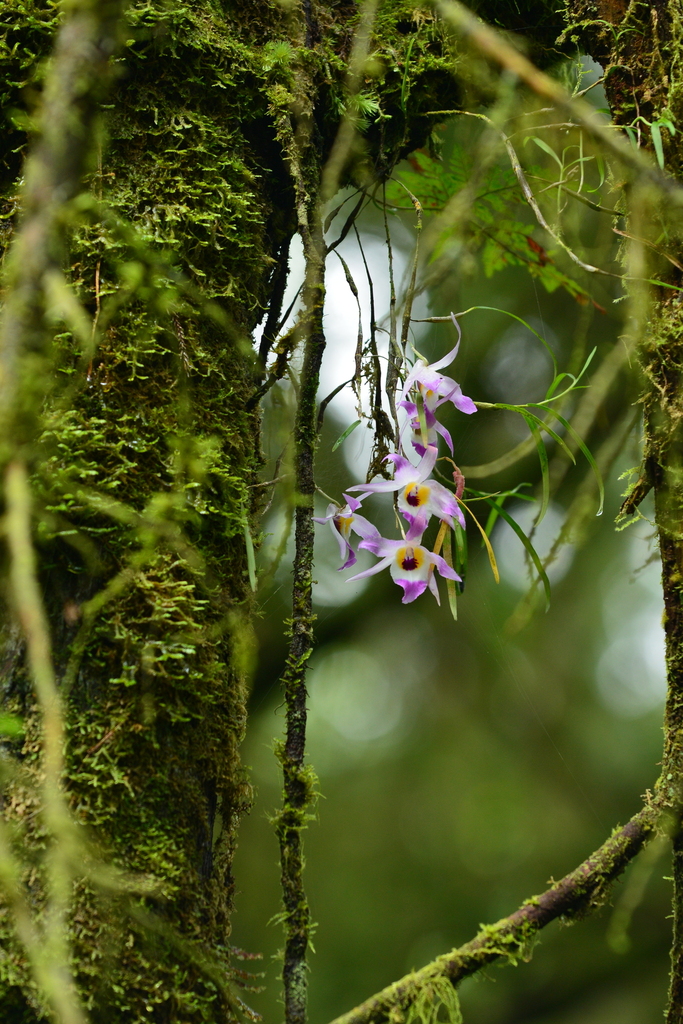 Dendrobium falconeri Hook.