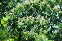 Lithocarpus brevicaudatus