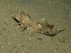 Dactylopus dactylopus