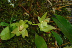 Bulbophyllum pectinatum